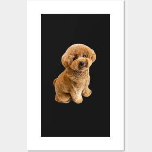 Toy Poodle Mini Dog Teddy Posters and Art